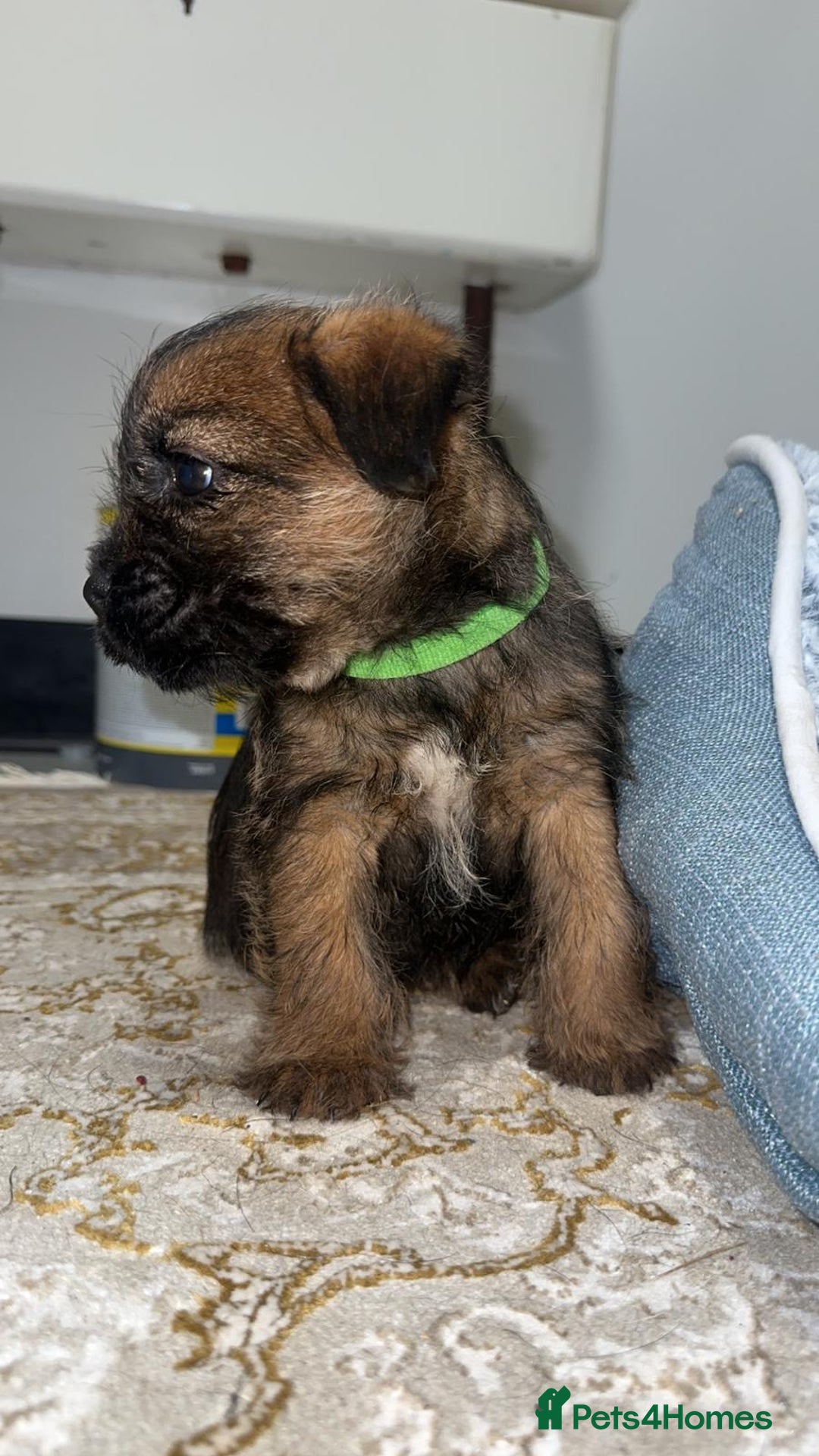 Border Terrier dogs for sale: Kc registered Border  terrier puppies - Advert 5