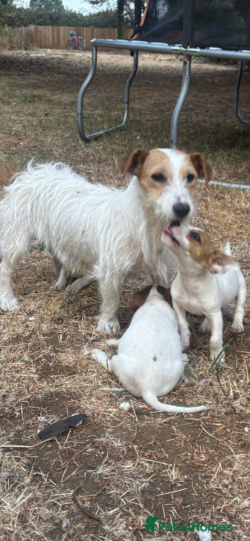 Jack Russell dogs 3 beautiful girls  - Advert 11