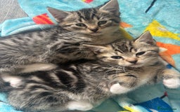 Domestic Shorthair cats for sale: Kittens for sale  - Image 3