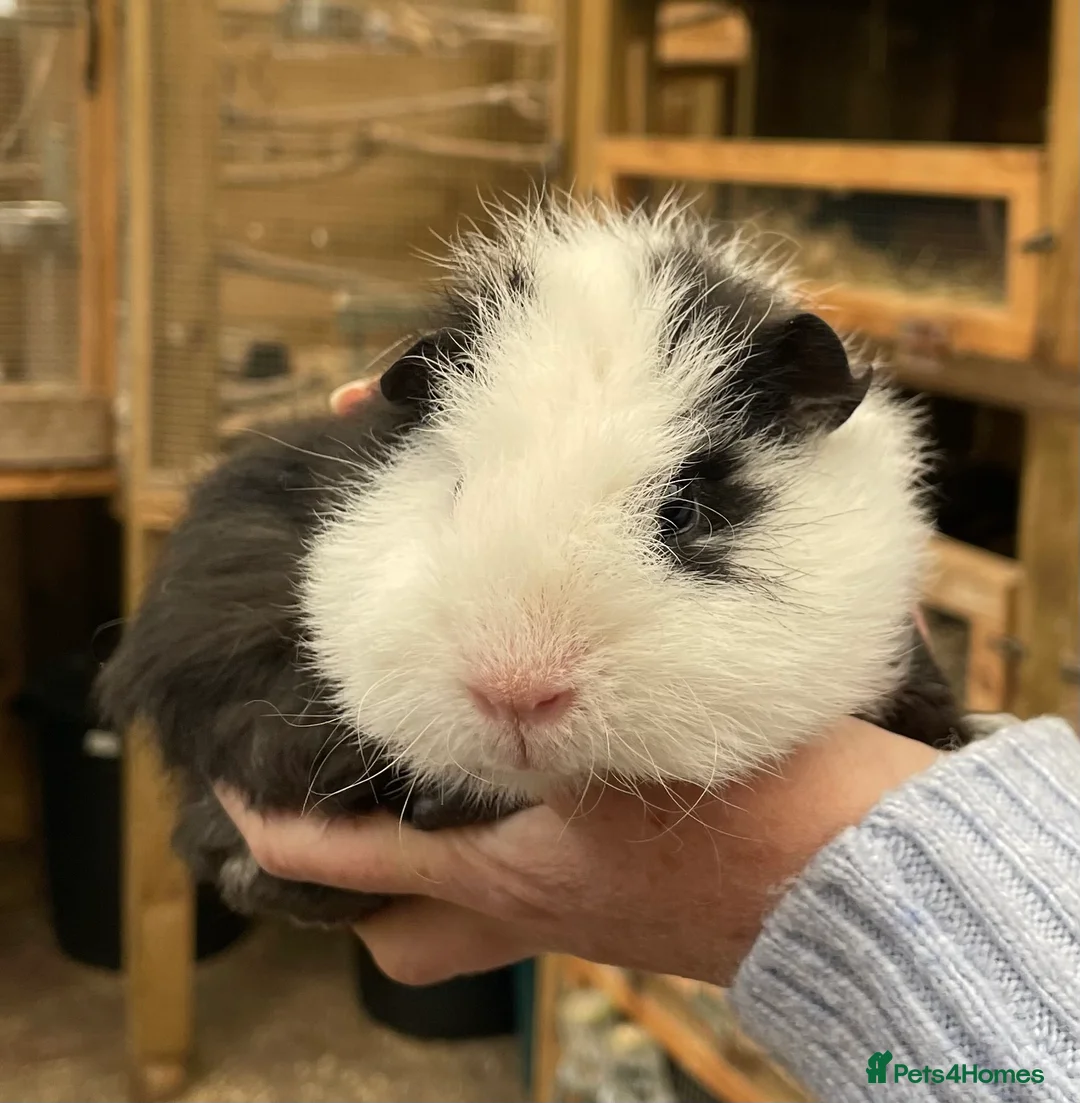 Guinea Pig rodents for sale: Bonded Teddy Babies - Advert 6