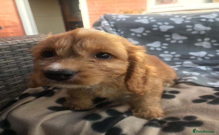 Cockapoo dogs - Advert 11
