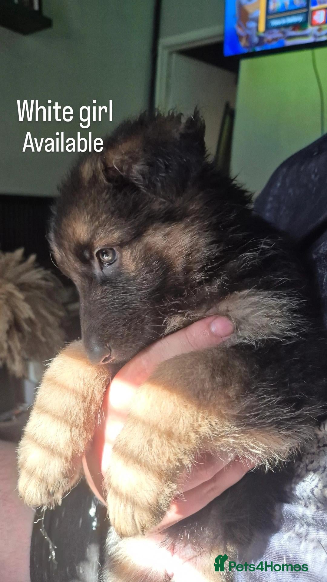 German Shepherd dogs 2 girls left! gorgeous german shepherd pups🐾 - Advert 3