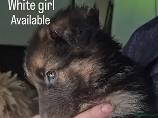 German Shepherd dogs 2 girls left! gorgeous german shepherd pups🐾 - Advert 3