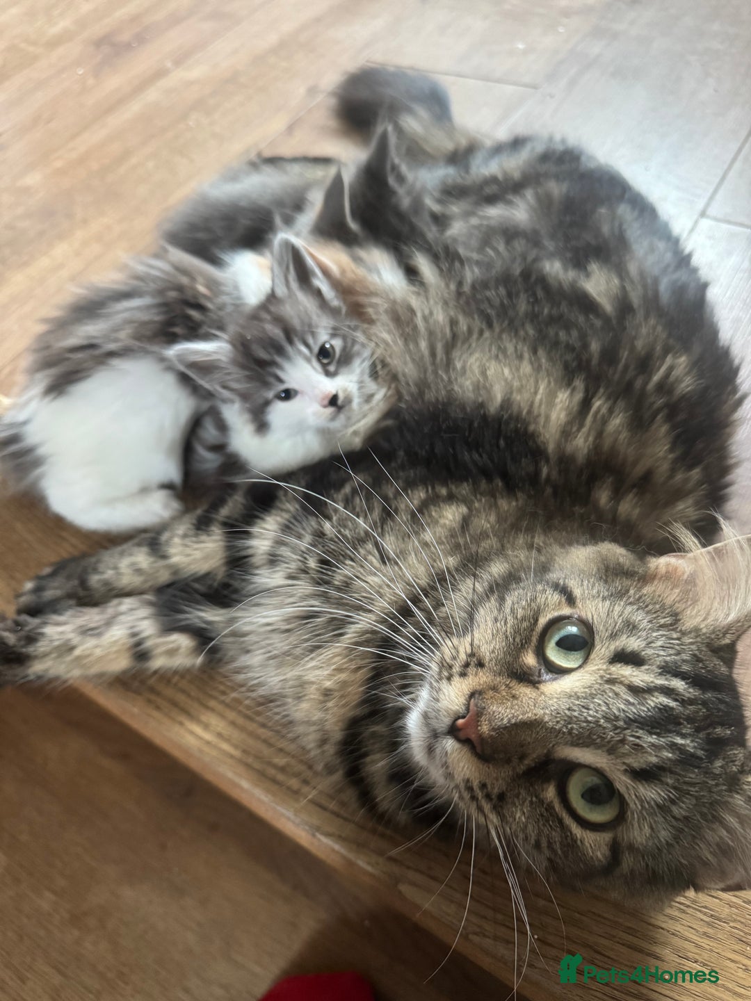 Mixed Breed cats for sale: 3/4 Maine Coon 1/4 ragdoll kittens ready - Advert 15