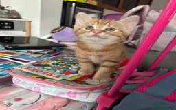 Domestic Shorthair cats for sale: Sweet Ginger Prince - Image 11
