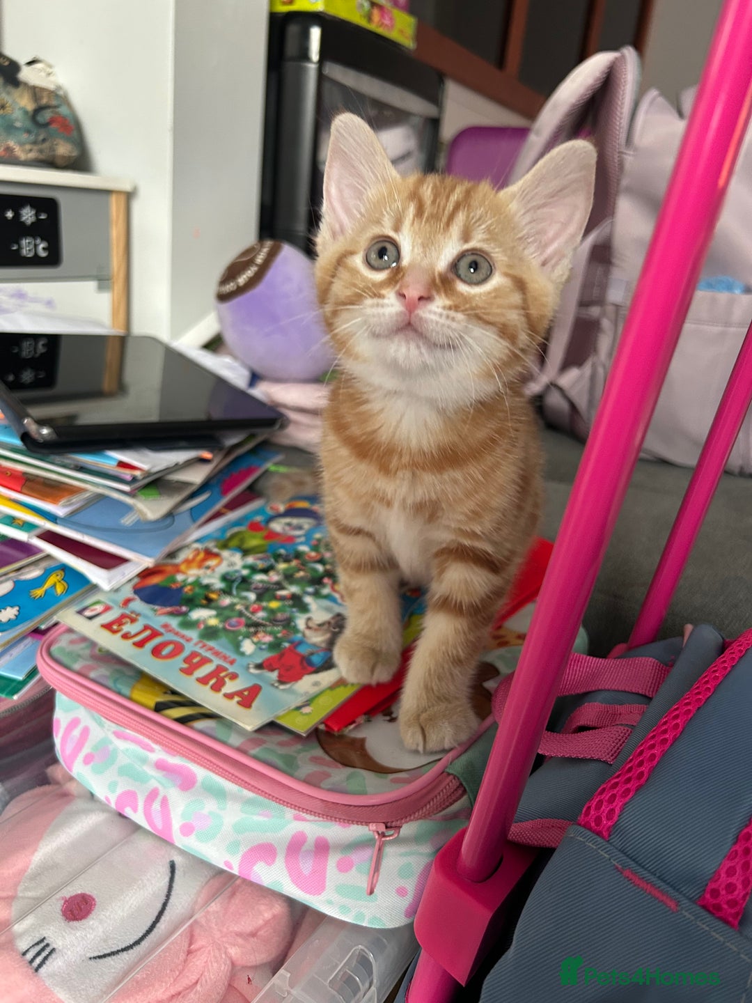 Domestic Shorthair cats for sale: Sweet Ginger Prince - Image 11