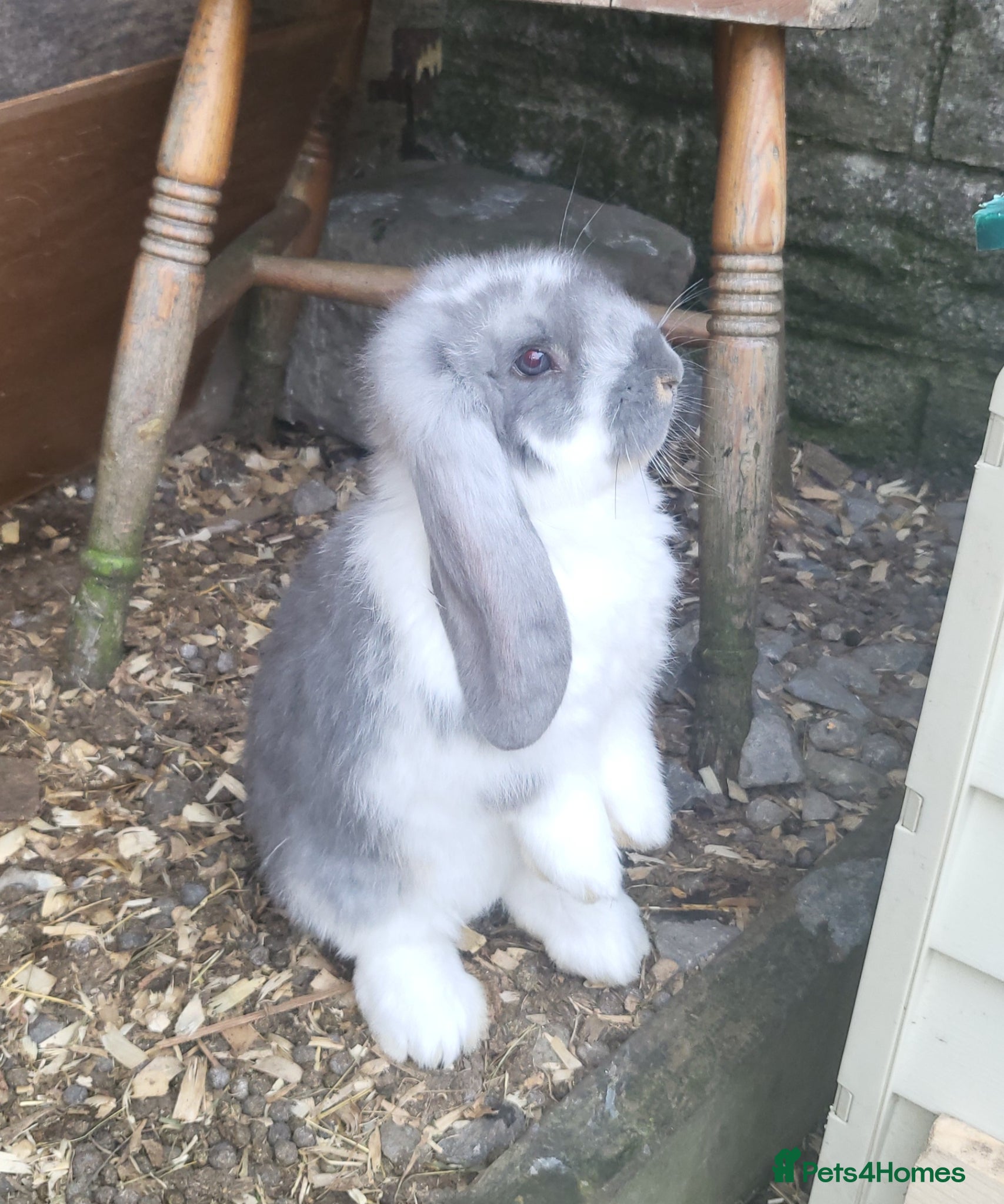 French Lop rabbits Giant french lops - Advert 1