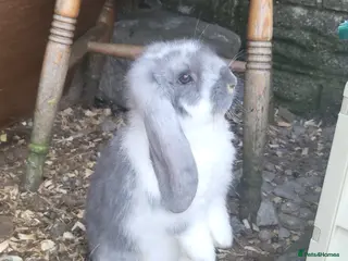 French Lop rabbits Giant french lops - Advert 1