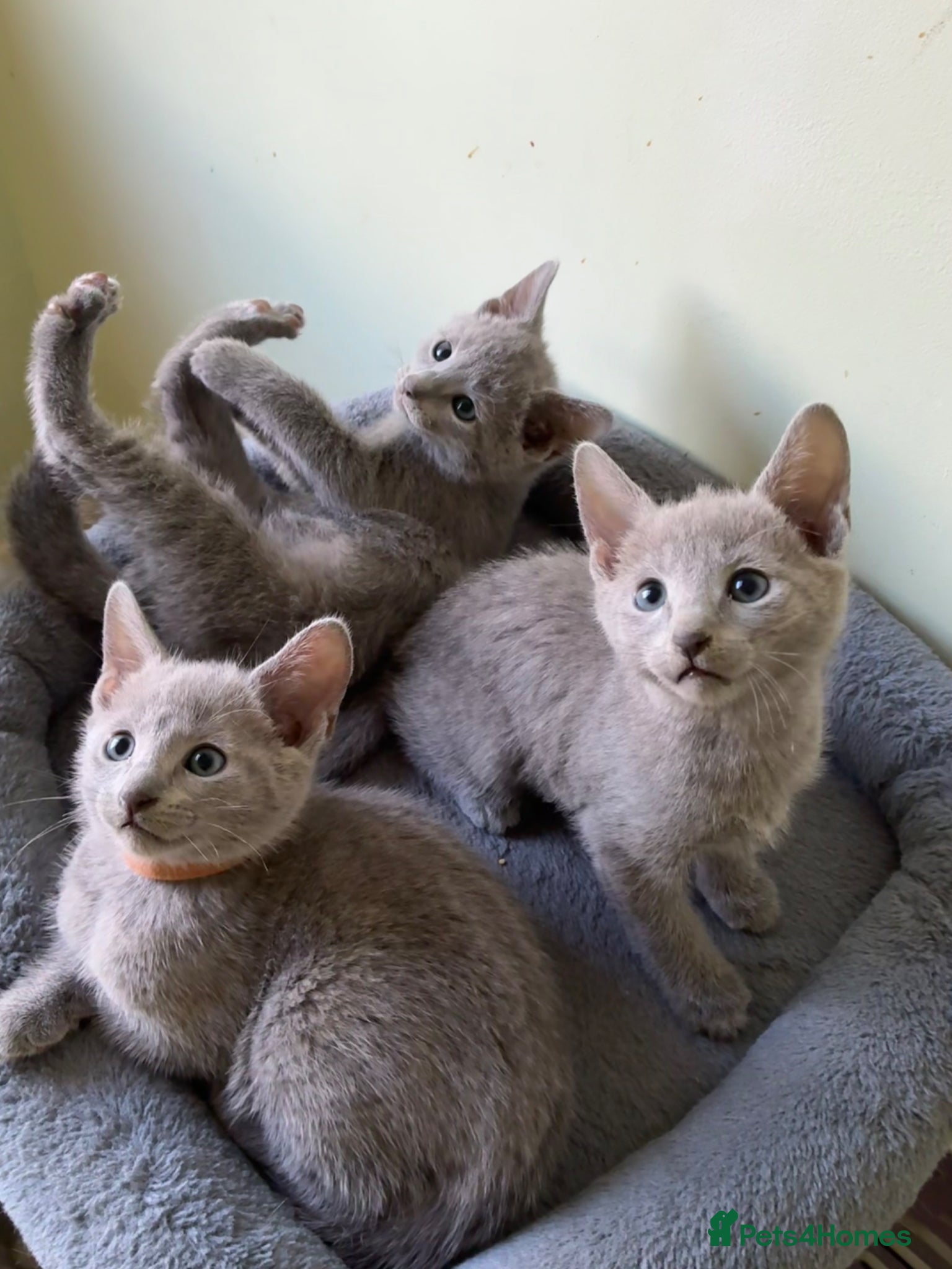 Russian Blue cats TICA 5* pedigree Russian blue kittens  - Advert 1