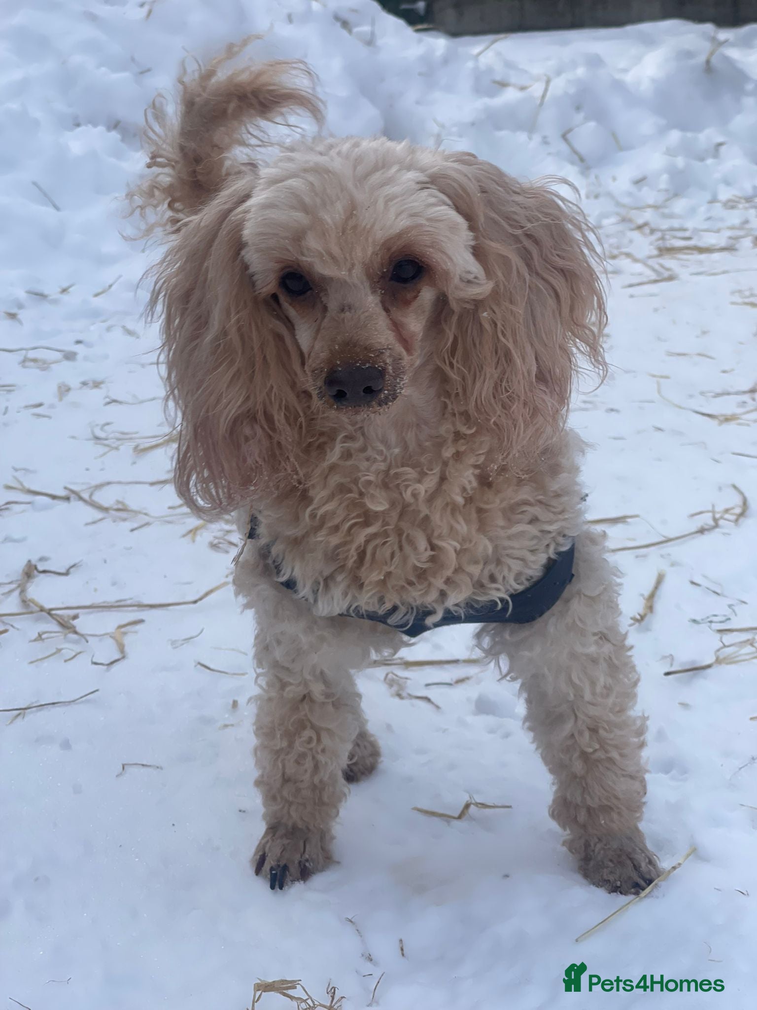 Poodle dogs AKSHIE – Female Poodle - Advert 11