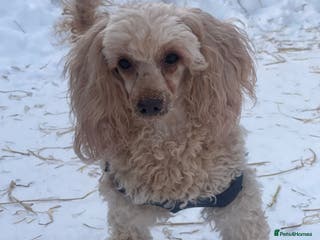 Poodle dogs AKSHIE – Female Poodle - Advert 11