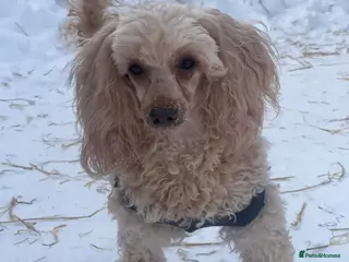 Poodle dogs AKSHIE – Female Poodle - Advert 2