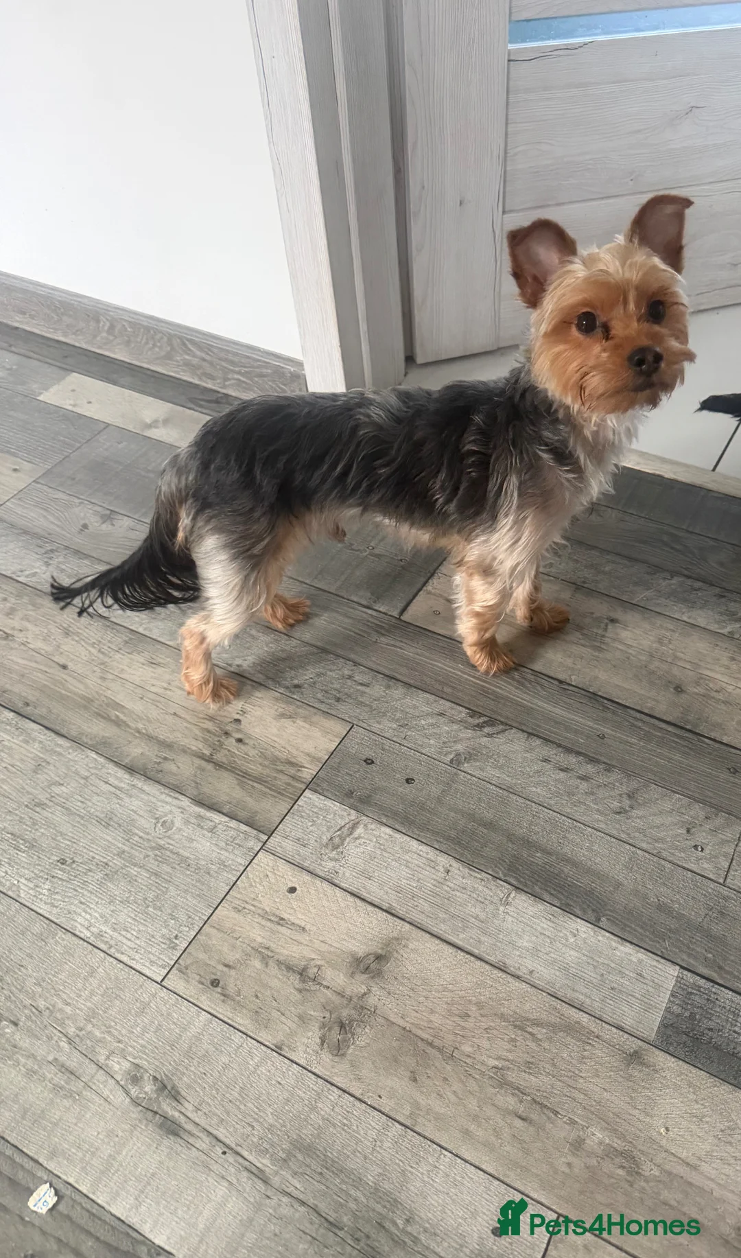 Yorkshire Terrier dogs for stud: For stud - Advert 2