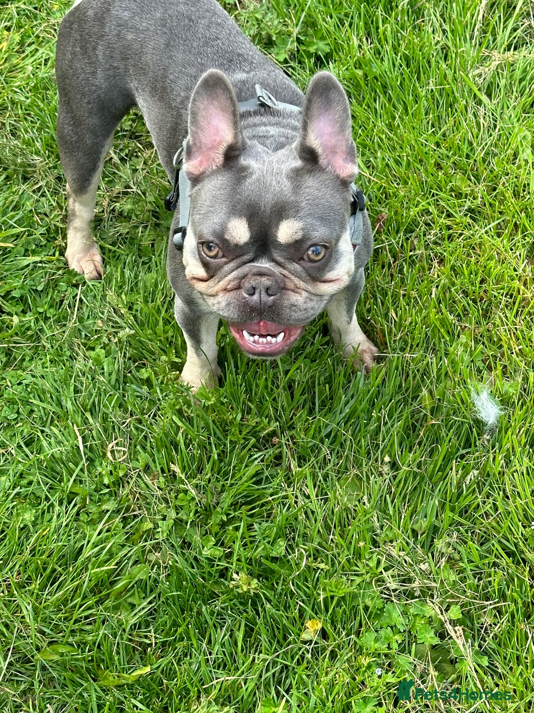 French Bulldog dogs for sale: Beautiful looking French bulldog puppies - Advert 2