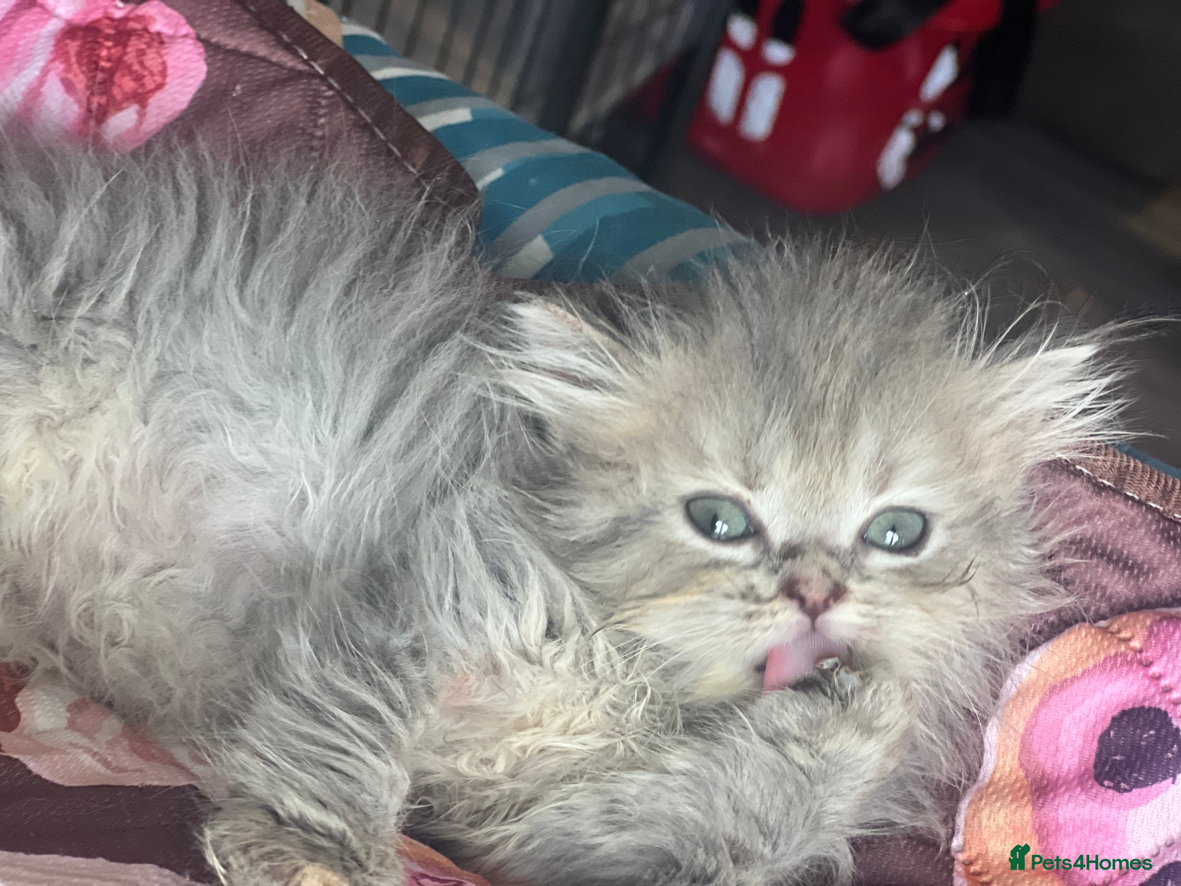 Persian cats FEW LEFT PERSIAN BABIES  🌸🌷💐🌹🌼 - Advert 2