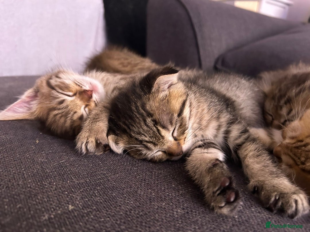 Scottish Fold cats for sale: 1 fold 2 straight Scottish darlings  - Image 22