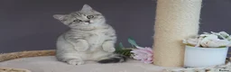 Munchkin cats for sale: ⚜️Rare munchkins⚜️ - Advert 4