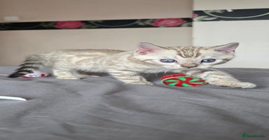 Bengal cats - Advert 5