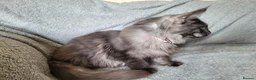 Maine Coon cats for sale: Black smoke female - Advert 4