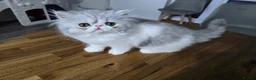 Persian cats for sale: Persian Kittens Bi-Color - Punch Face - GCCF - Advert 7