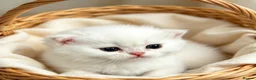 British Shorthair cats for sale: stunning Golden & Silver Shaded BSH girls GCCF  - Advert 2