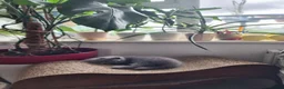 British Shorthair cats for sale: BSH Blue Kittens  - Advert 14