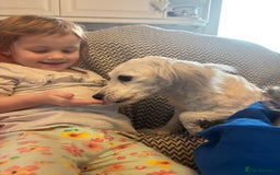 Mixed Breed dogs for sale: Beautiful sisters needing new homes  - Image 7