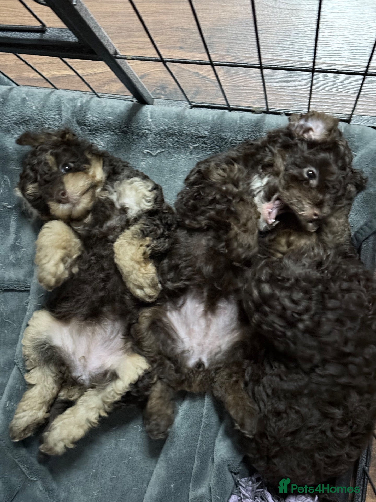 Toy Poodle dogs Brown Phantom Kc reg toy poodle DNA CLEAR - Advert 4