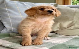 Labradoodle dogs for sale: Stunning F1b mini labradoodles  - Image 18