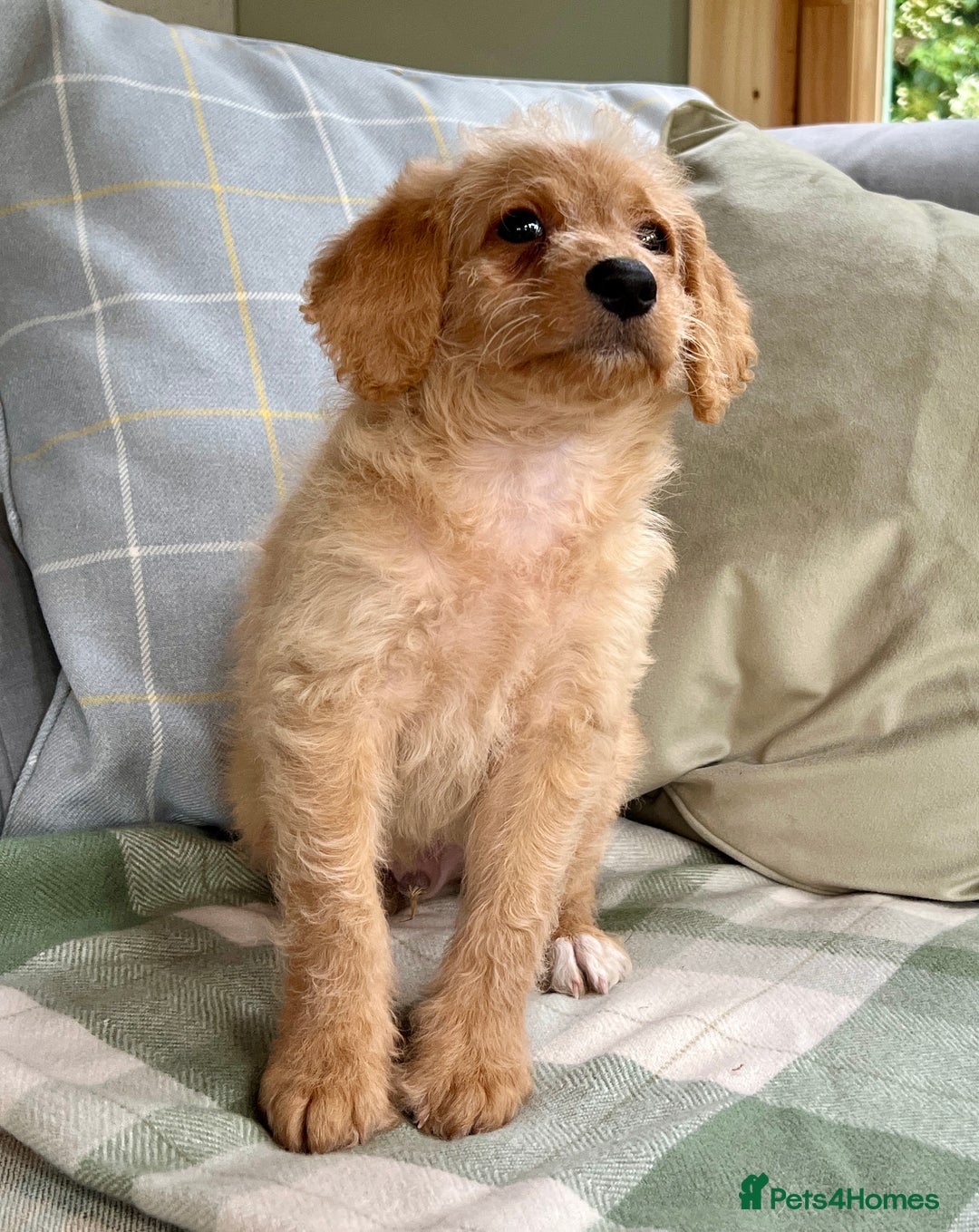 Labradoodle dogs for sale: Stunning F1b mini labradoodles  - Image 18