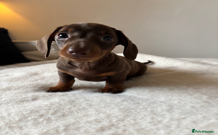 Miniature Dachshund dogs - Advert 9