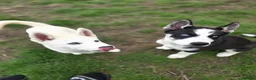 Huskita dogs for sale: Puppies for sale - Advert 3