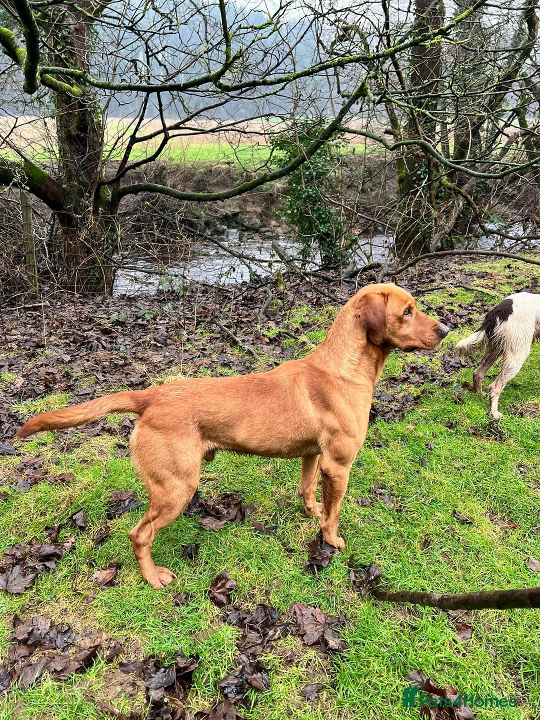 Labrador Retriever dogs for stud: Extensively health tested with 0/0 hips 0/0 elbow in Middlesbrough - Advert 13
