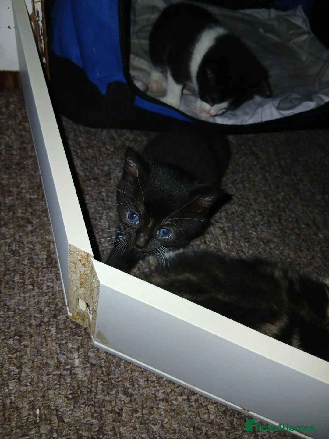 Mixed Breed cats for sale: 3 beautifully little kittens for sale - Advert 2