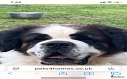 Saint Bernard dogs for sale: My bubba’s - Image 2