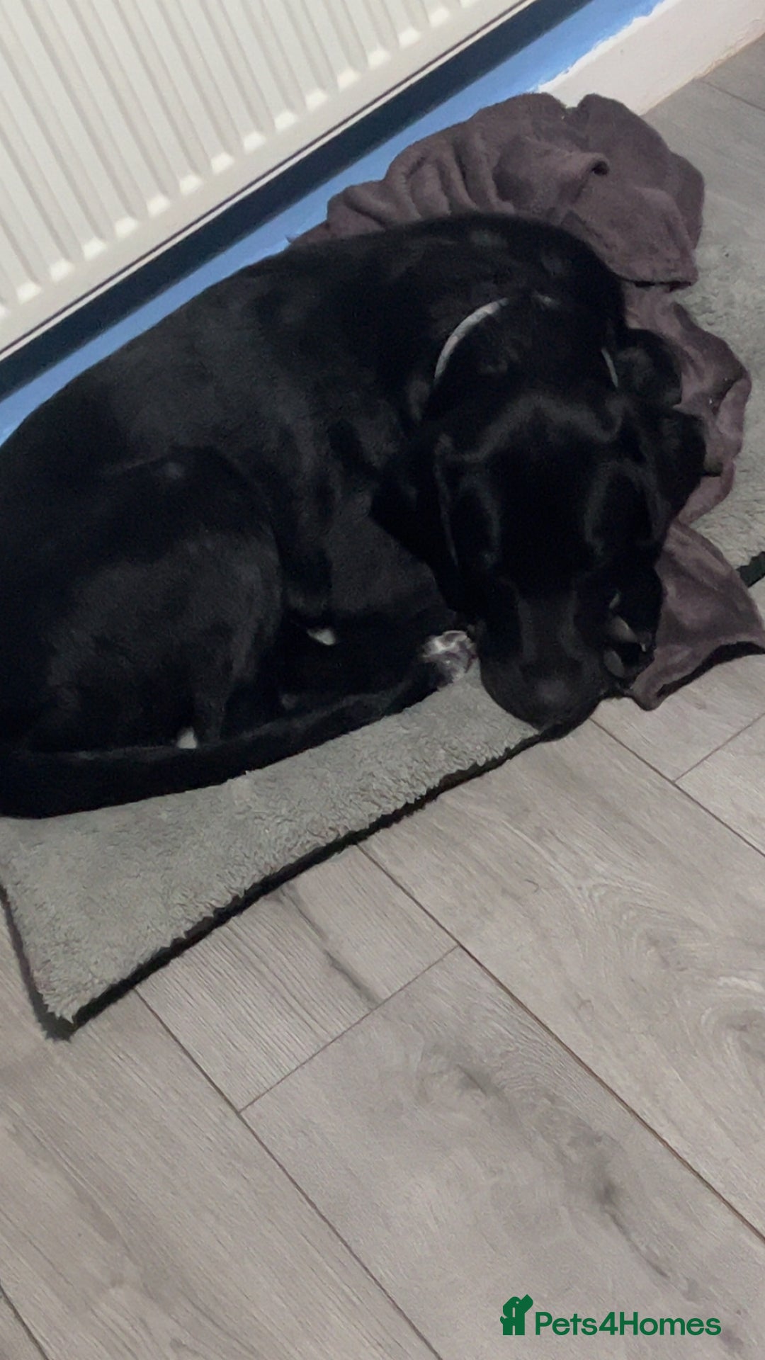Mixed Breed dogs for sale: Lab x Bernese Mt Dog for a forever home - Image 1