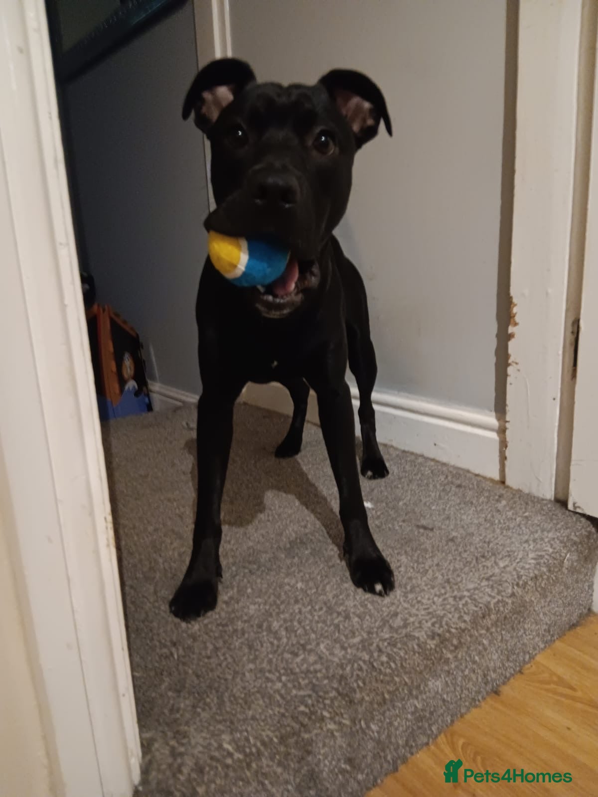 Mixed Breed dogs Dog for rehoming  - Advert 3