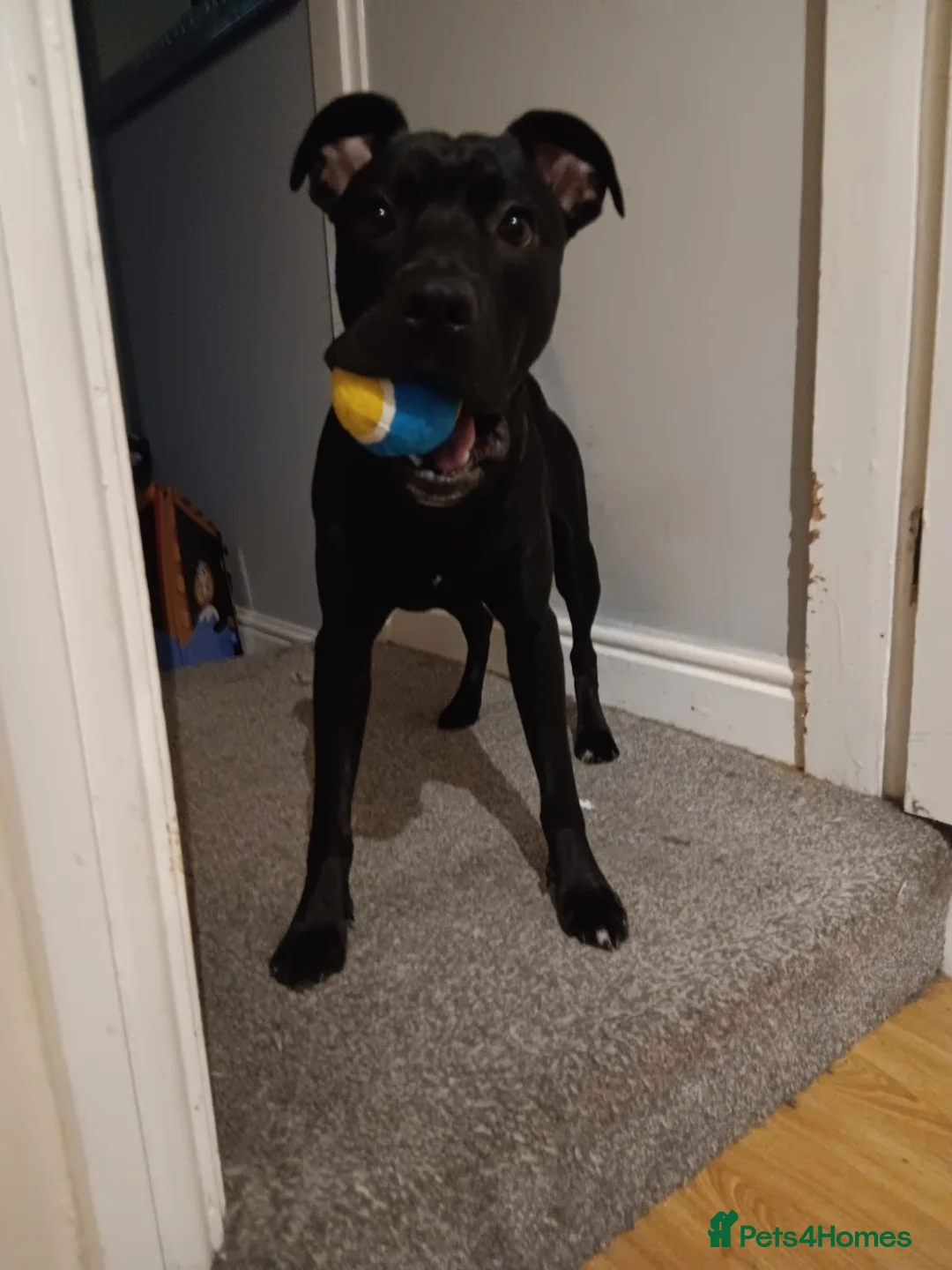 Mixed Breed dogs for sale: Dog for rehoming  - Advert 1