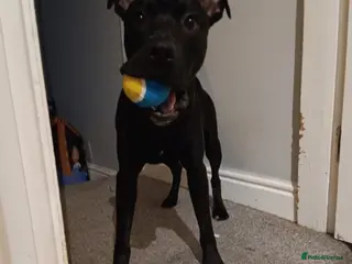 Mixed Breed dogs Dog for rehoming - Advert 2