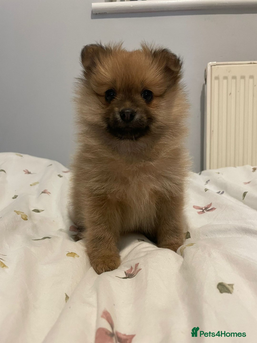 Pomeranian dogs for sale: Pomeranian puppies for sale - Advert 4