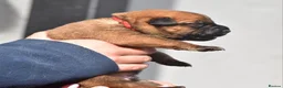 Mixed Breed dogs for sale: 🔥 PH1 BULLHERDERS BREEDING 🔥 - Advert 30