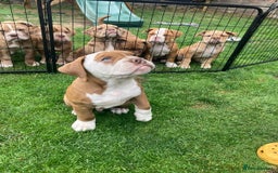 Old Tyme Bulldog dogs for sale: Bulldog pups 💜 1 GIRL LEFT REDUCED 💜   - Image 9