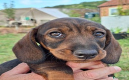 Dachshund dogs for sale: Working teckel puppies (parents European imports) - Image 8