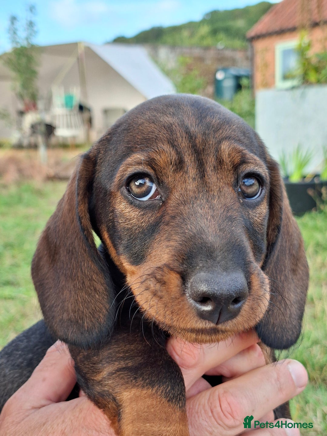 Dachshund dogs for sale: Working teckel puppies (parents European imports) - Image 8