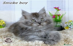Maine Coon cats for sale: Stunning Maine coon kittens TICA registration - Image 8