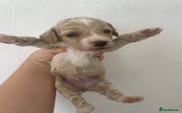 Cockapoo dogs for sale: ⭐️⭐️7 gorgeous toy cockapoo pups F1b ⭐️⭐️🧸 - Image 1