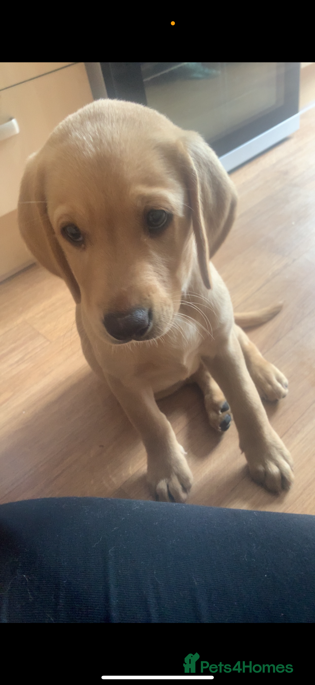 Mixed Breed dogs for sale: Rosie - Image 2