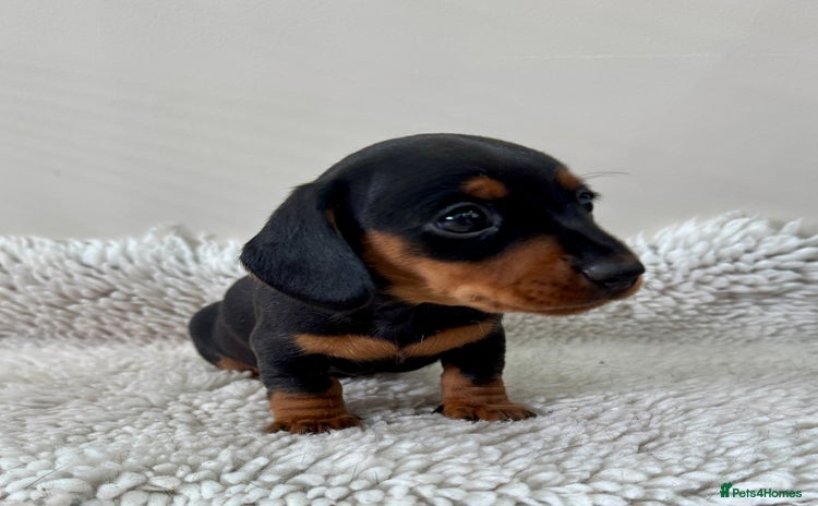 Miniature Dachshund dogs - Advert 4