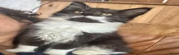 Mixed Breed cats for sale: Beautiful Maine Coon X kittens  - Advert 3