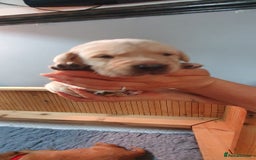 Labrador Retriever dogs for sale: Fox red Labrador - Image 14